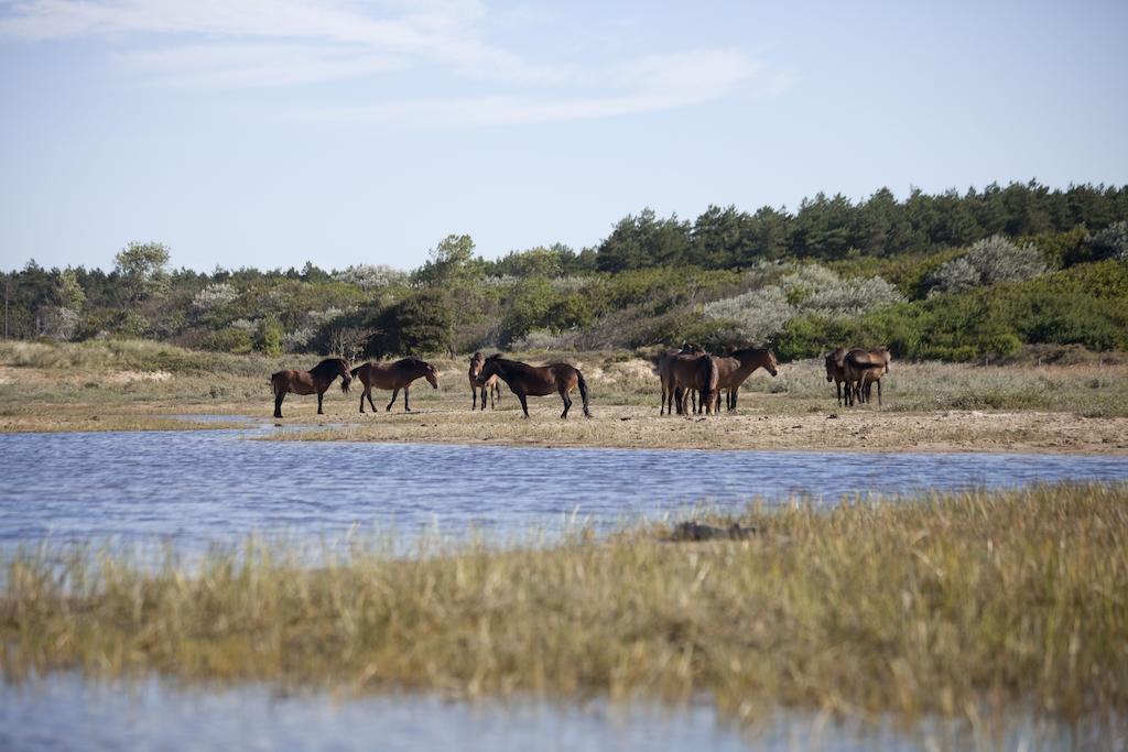 Bungalows - Bungalowpark Mooyeveld - Uniek Gelegen In De Duinen! Эгмонд-Биннен Экстерьер фото