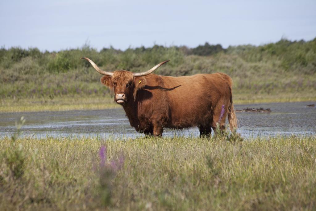 Bungalows - Bungalowpark Mooyeveld - Uniek Gelegen In De Duinen! Эгмонд-Биннен Экстерьер фото
